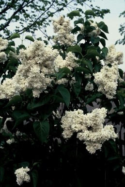 Syringa vulgaris 'Mme Lemoine'