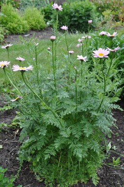 Tanacetum coccineum 'Robinson's Rose'