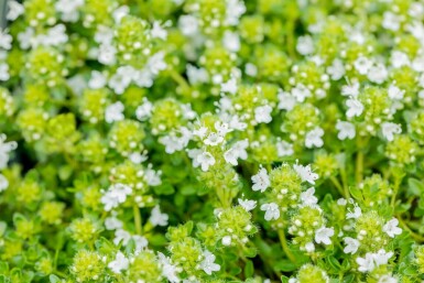 Thymus praecox 'Albiflorus'