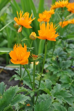 Trollius chinensis 'Golden Queen'