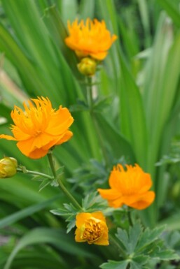 Trollius chinensis 'Golden Queen'