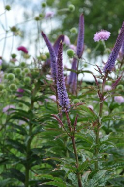 Veronicastrum sibiricum 'Red Arrows'