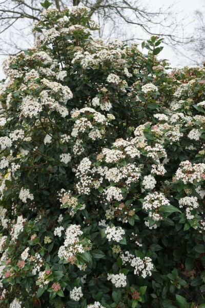 Viburnum tinus