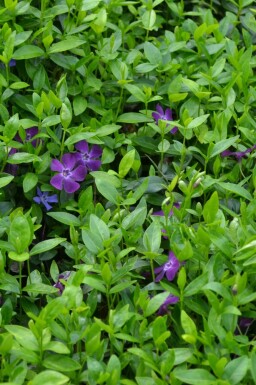 Pervenche mineure Vinca minor 'Atropurpurea' 5-10 Pot 9x9 cm (P9)