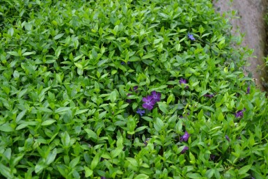 Pervenche mineure Vinca minor 'Atropurpurea' 5-10 Pot 9x9 cm (P9)