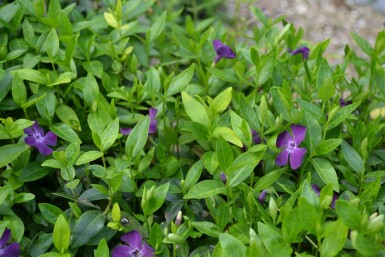 Vinca minor 'Atropurpurea'