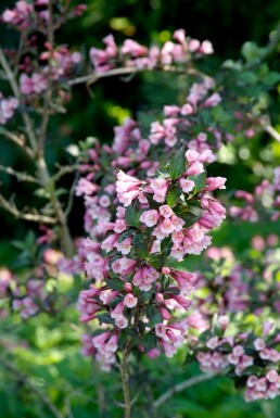 Weigela florida 'Foliis Purpureis'