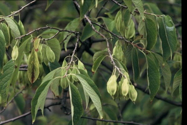 Halesia carolina