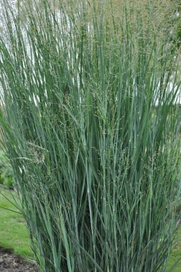 Panicum virgatum 'Heavy Metal'