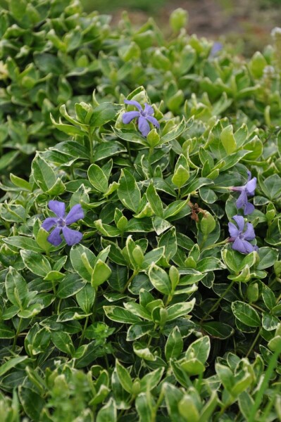 Vinca minor 'Ralph Shugert'