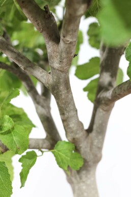 Figuier / Ficus Carica bonsai