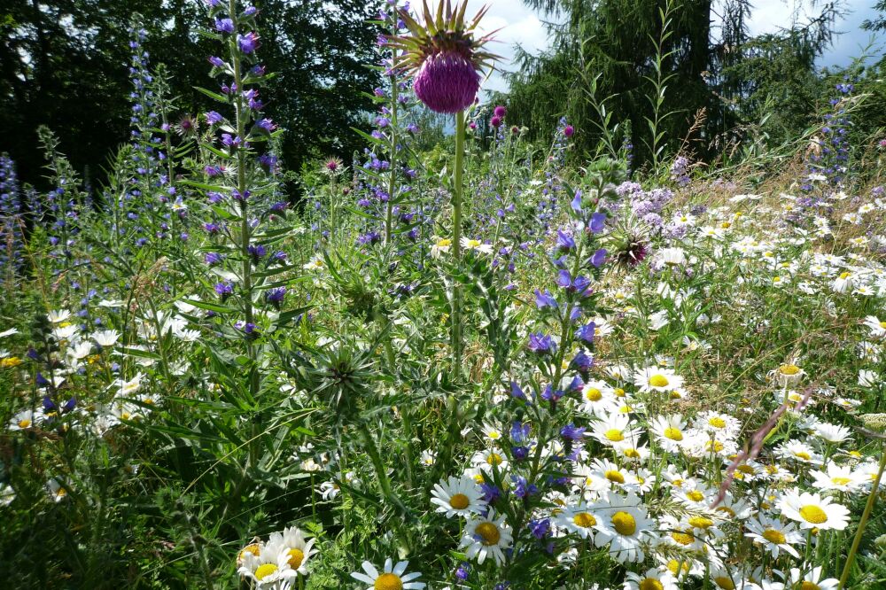 Pourquoi les plantes indigènes sont indispensables à un jardin durable