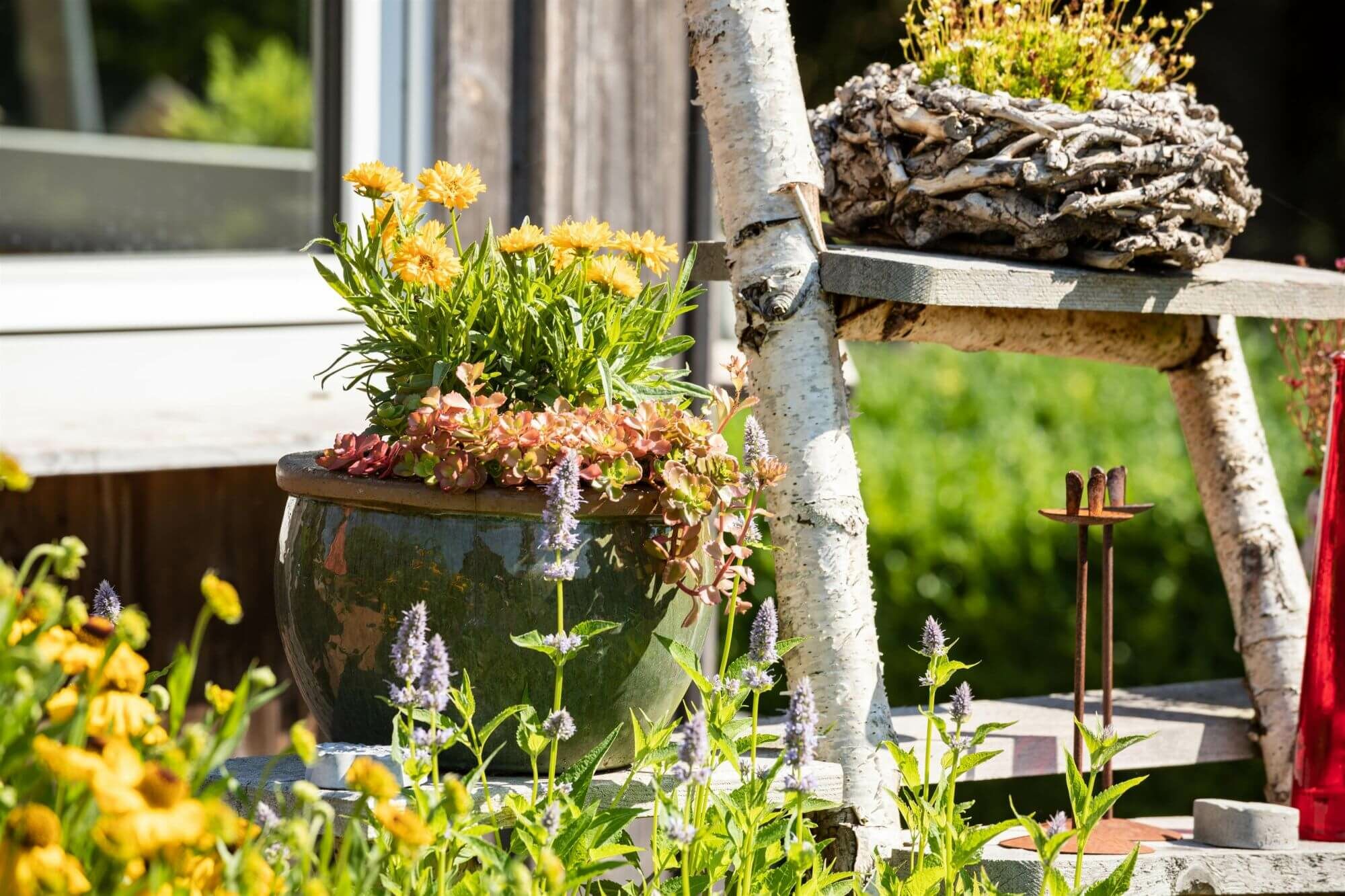 Plan par étapes pour la plantation de plantes de terrasse et de balcon et de plantes méditerranéennes en pot