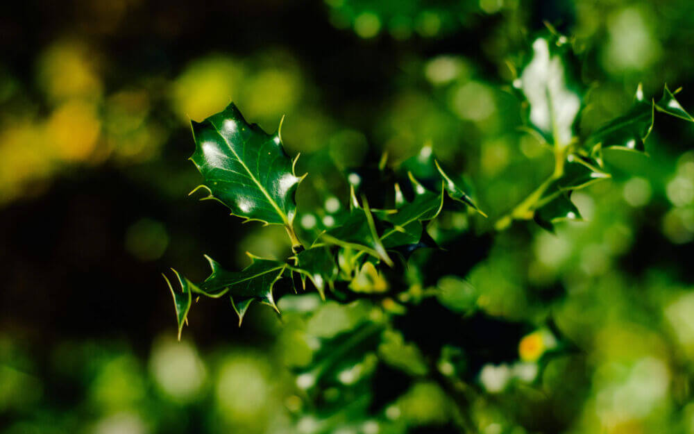 Les plantes de haies en fleurs: un beau spectacle