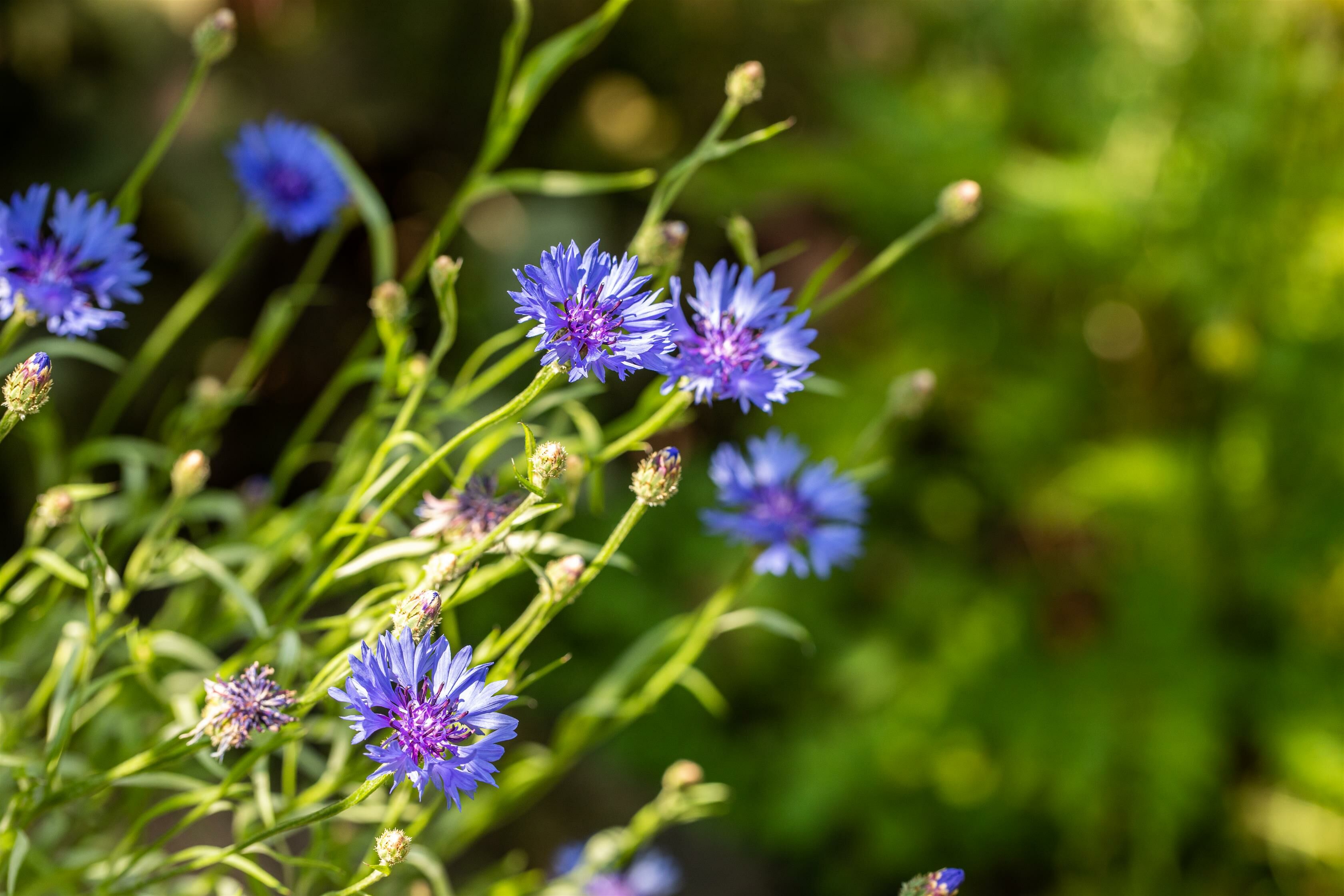 Pourquoi les plantes indigènes sont indispensables à un jardin durable